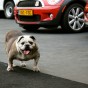 bulldog standing in front of mini cooper