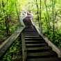 steps in the woods
